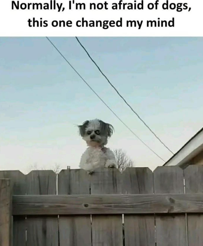 Normally, I'm not afraid of dogs, this one changed my mind