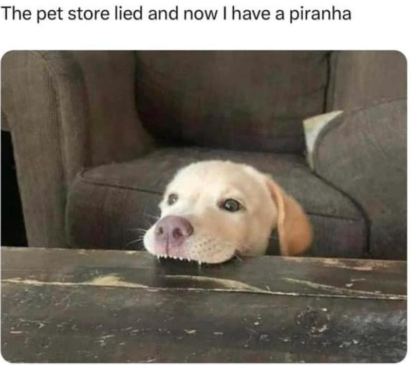 The pet store lied and now I have a piranha
