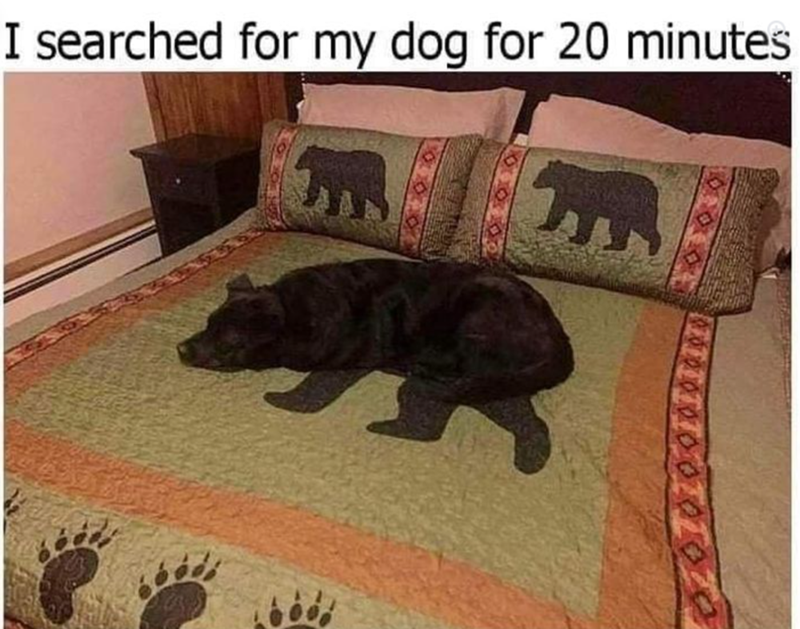 I searched for my dog for 20 minutes