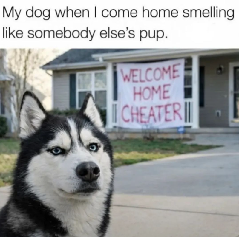 My dog when I come home smelling like somebody else's pup. WELCOME HOME CHEATER