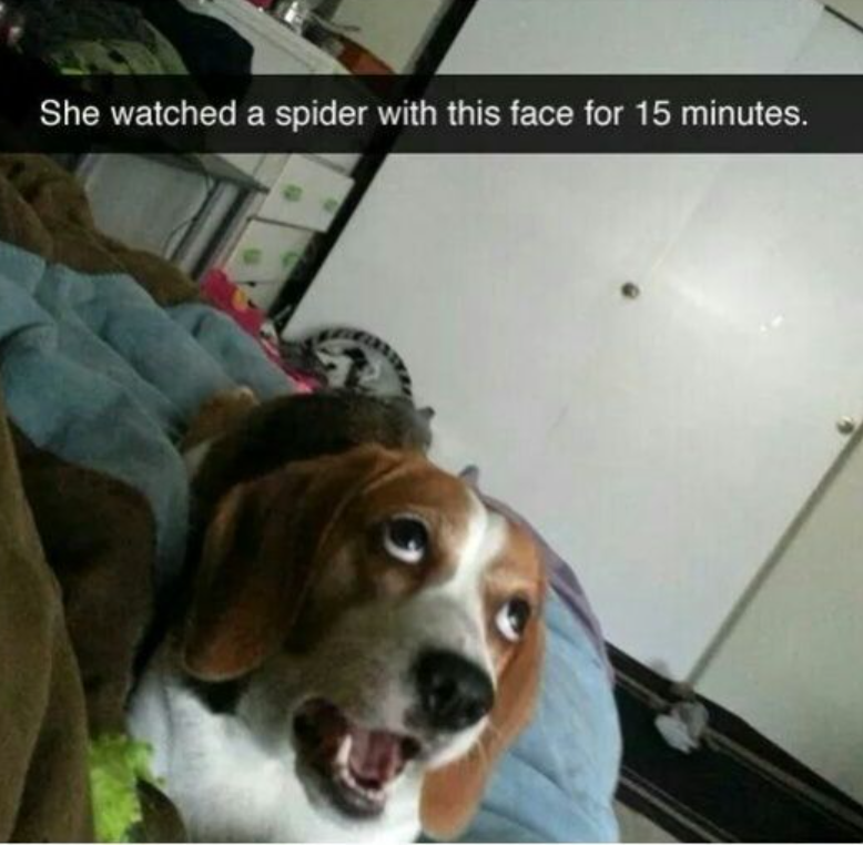 She watched a spider with this face for 15 minutes.