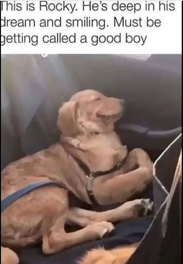 This is Rocky. He's deep in his dream and smiling. Must be getting called a good boy
