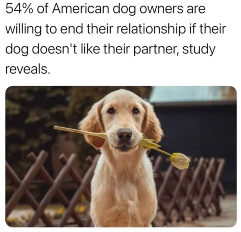 54% of American dog owners are willing to end their relationship if their dog doesn't like their partner, study reveals.