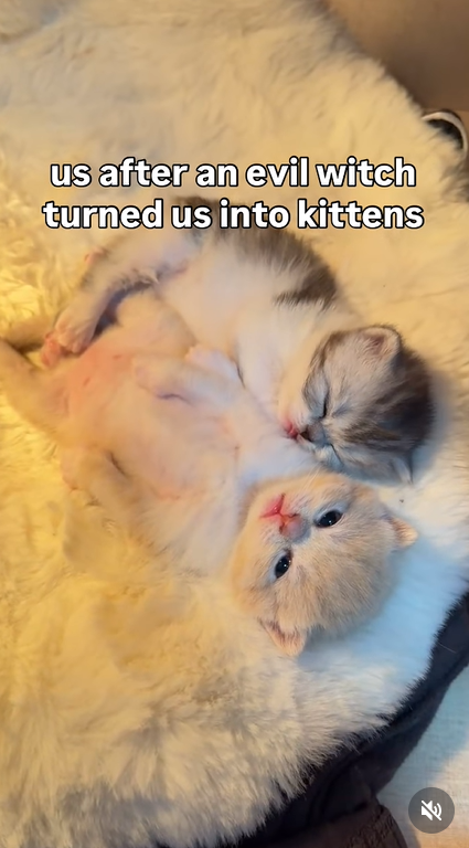 us after an evil witch turned us into kittens