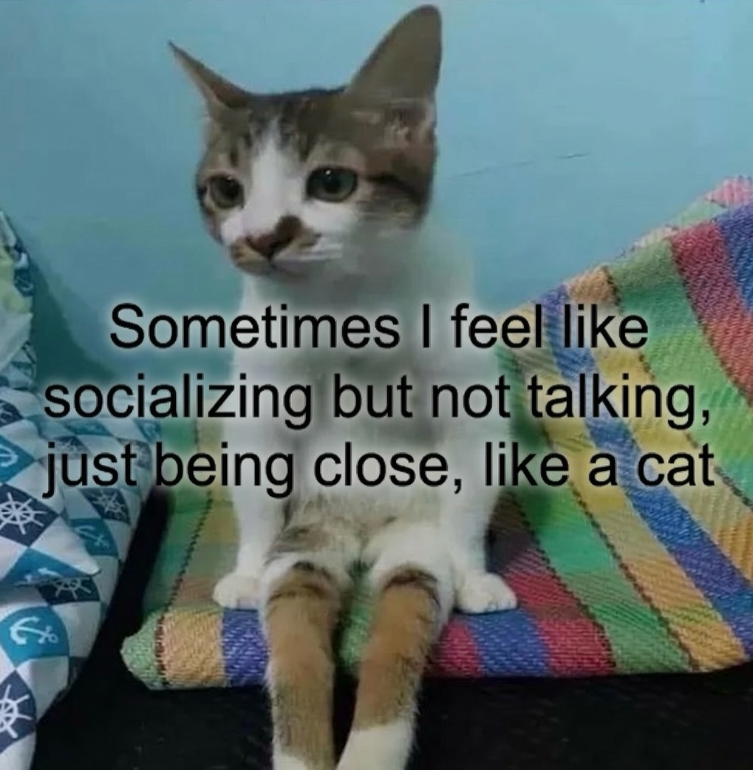 Sometimes I feel like socializing but not talking, just being close, like a cat