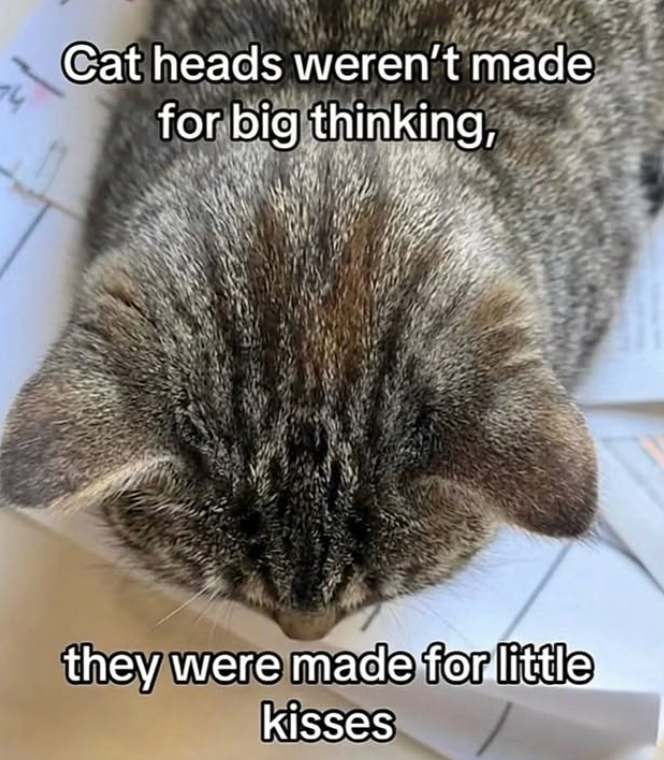 Cat heads weren't made for big thinking, they were made for little kisses