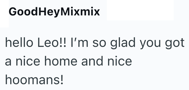 GoodHeyMixmix hello Leo!! I'm so glad you got a nice home and nice hoomans!