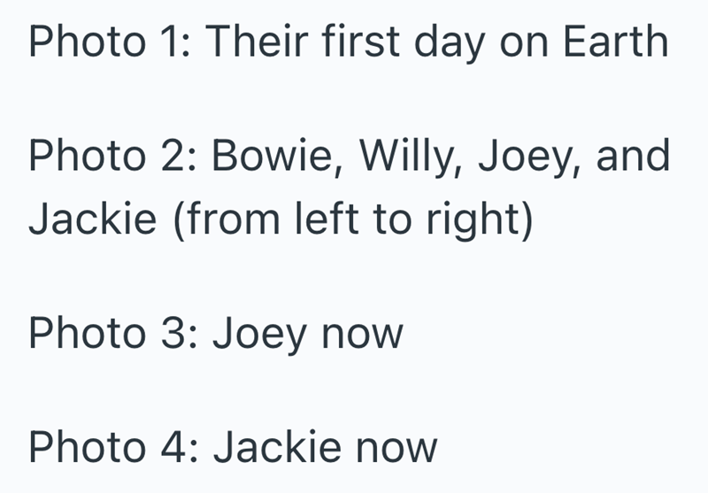 Photo 1: Their first day on Earth Photo 2: Bowie, Willy, Joey, and Jackie (from left to right) Photo 3: Joey now Photo 4: Jackie now