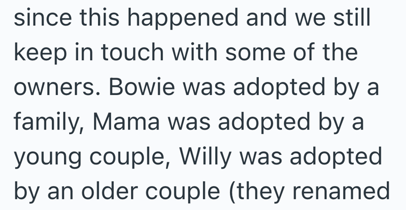since this happened and we still keep in touch with some of the owners. Bowie was adopted by a family, Mama was adopted by a young couple, Willy was adopted by an older couple (they renamed
