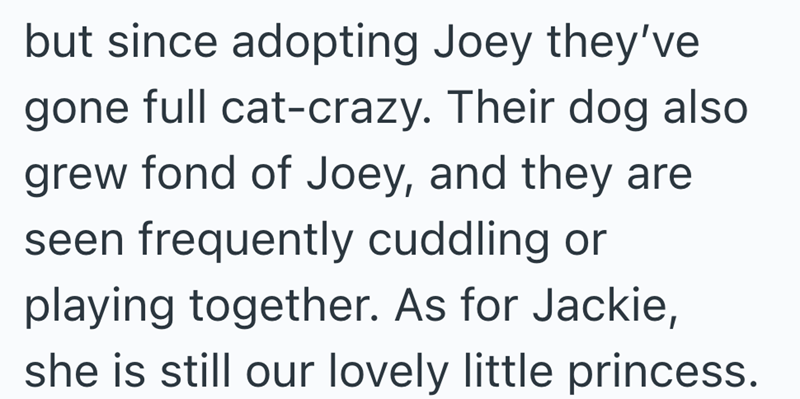 but since adopting Joey they've gone full cat-crazy. Their dog also grew fond of Joey, and they are seen frequently cuddling or playing together. As for Jackie, she is still our lovely little princess.