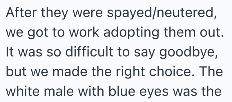 After they were spayed/neutered, we got to work adopting them out. It was so difficult to say goodbye, but we made the right choice. The white male with blue eyes was the