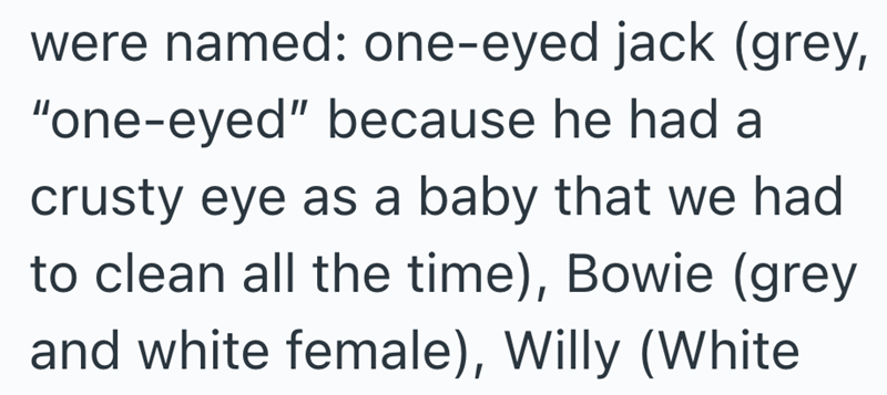 were named: one-eyed jack (grey, "one-eyed" because he had a crusty eye as a baby that we had to clean all the time), Bowie (grey and white female), Willy (White