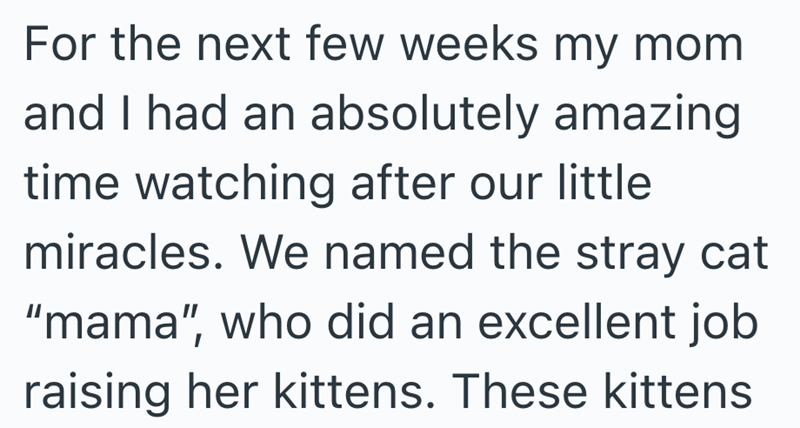 For the next few weeks my mom and I had an absolutely amazing time watching after our little miracles. We named the stray cat "mama", who did an excellent job raising her kittens. These kittens