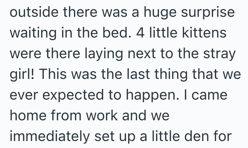 outside there was a huge surprise waiting in the bed. 4 little kittens were there laying next to the stray girl! This was the last thing that we ever expected to happen. I came home from work and we immediately set up a little den for
