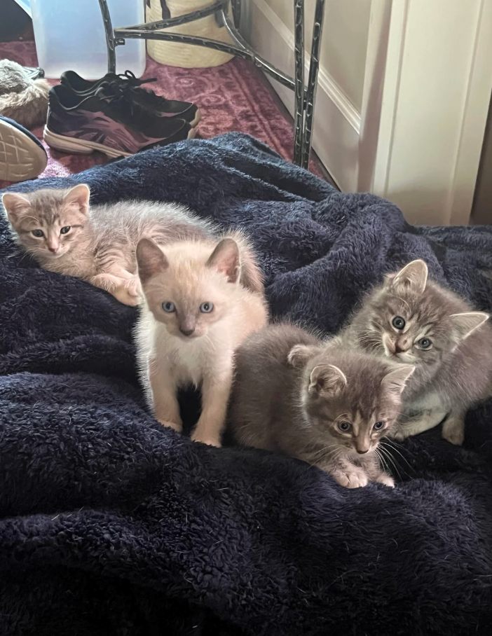 Cheezburger Image 10614782464