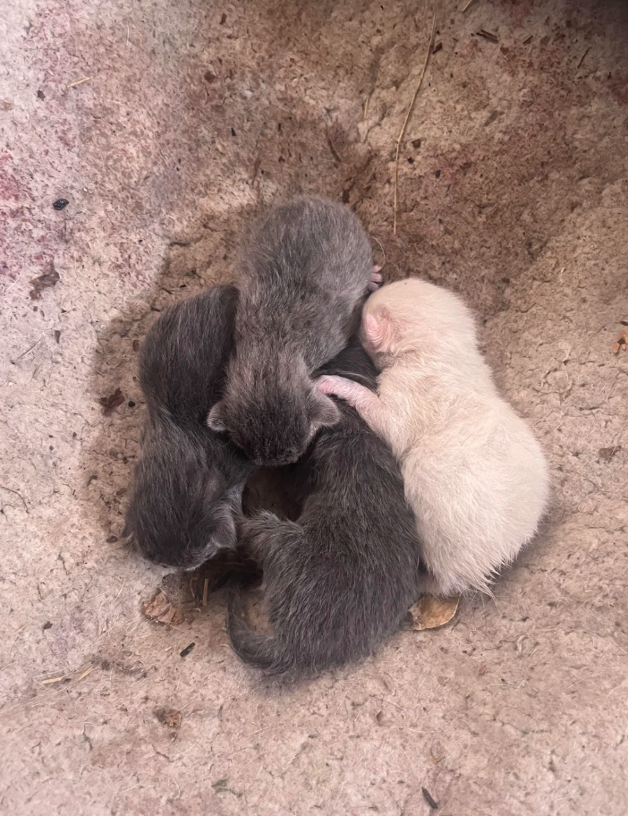 Cheezburger Image 10614782976