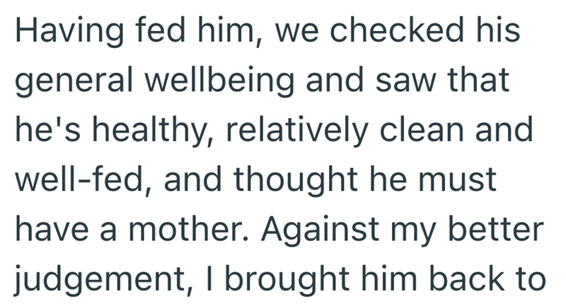 Having fed him, we checked his general wellbeing and saw that he's healthy, relatively clean and well-fed, and thought he must have a mother. Against my better judgement, I brought him back to