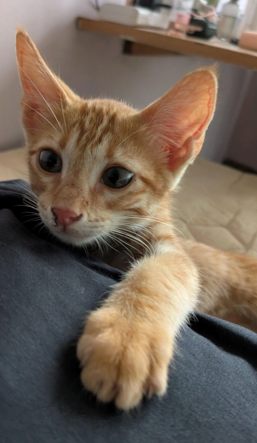 Cheezburger Image 10614809088