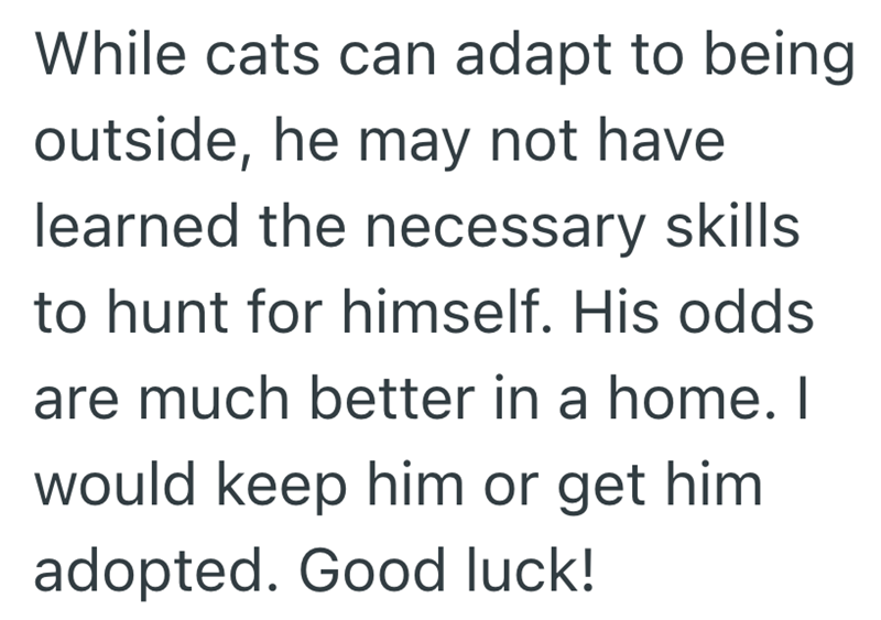 While cats can adapt to being outside, he may not have learned the necessary skills to hunt for himself. His odds are much better in a home. I would keep him or get him adopted. Good luck!