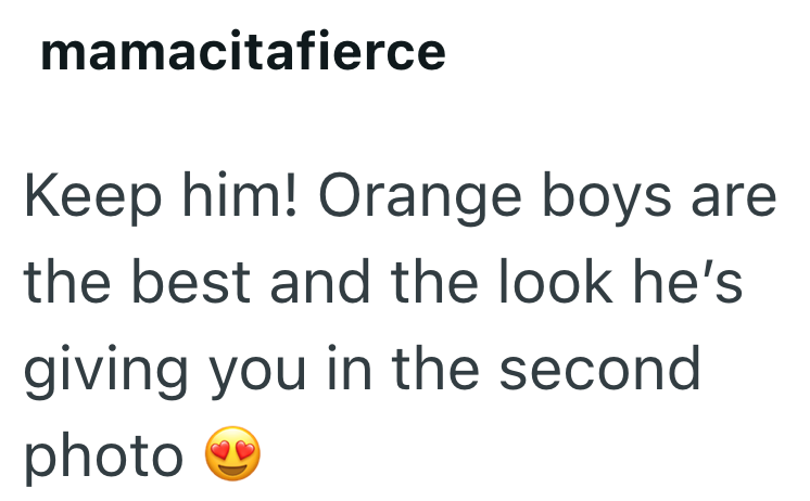 mamacitafierce Keep him! Orange boys are the best and the look he's giving you in the second photo