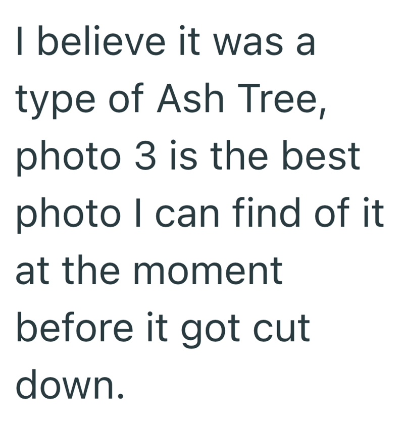 I believe it was a type of Ash Tree, photo 3 is the best photo I can find of it at the moment before it got cut down.