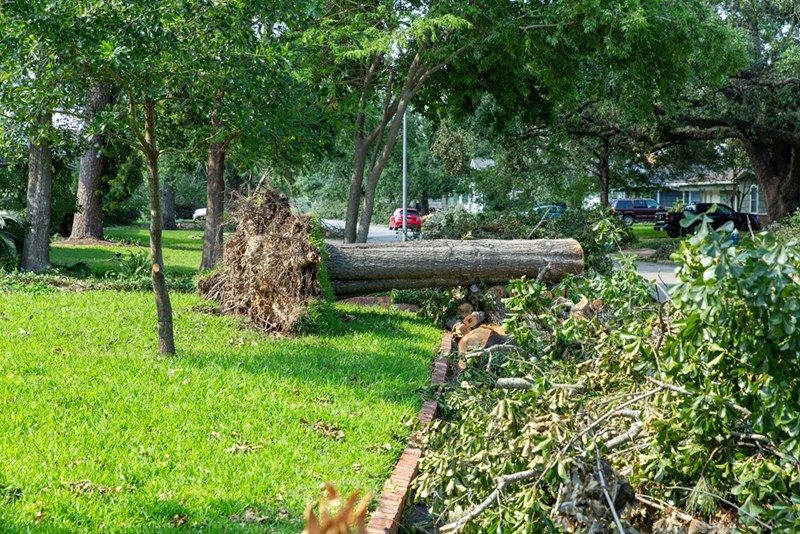 Felled tree in suburban yard waiting to be disposed of
