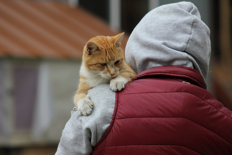 Affectionate orange cat clinging to person's shoulder.