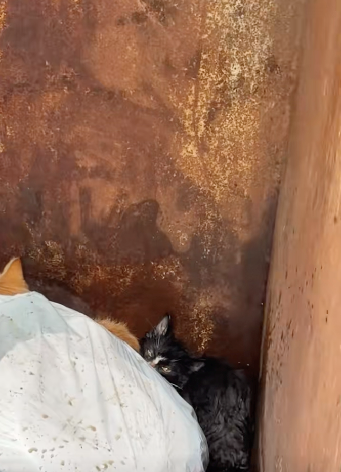 Cheezburger Image 10614924288