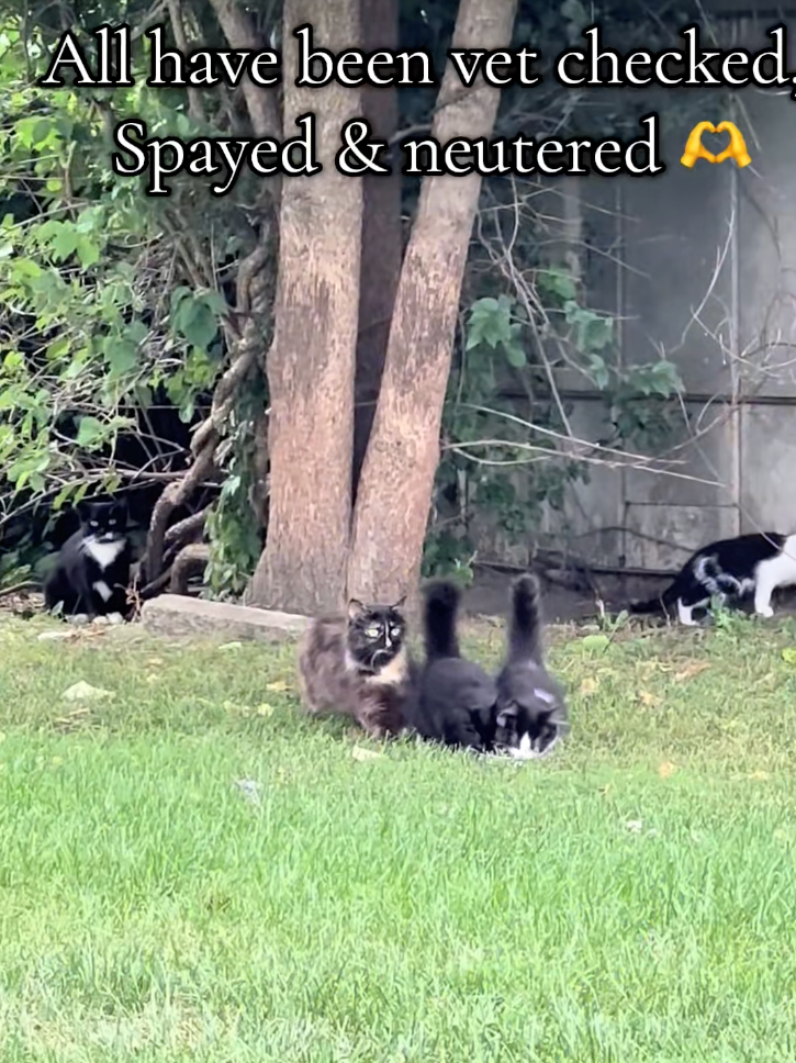 All have been vet checked Spayed & neutered