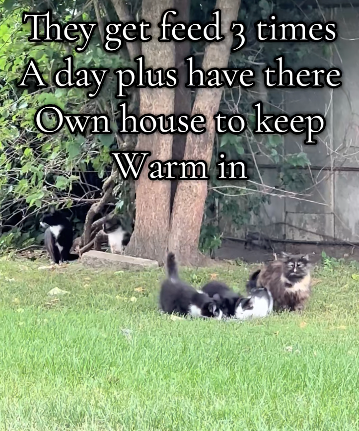 They get feed 3 times A day plus have there Own house to keep Warm in