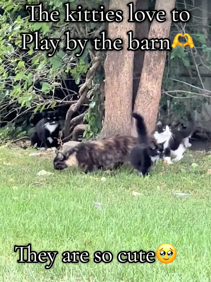 The kitties love to Play by the barn They are so cute **