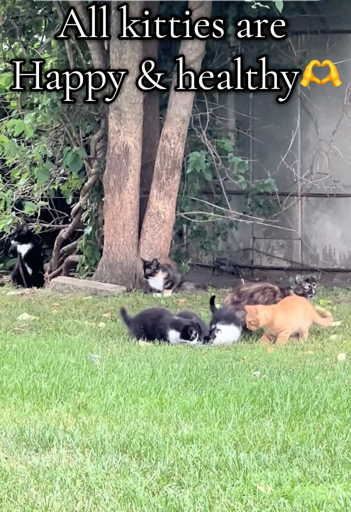 All kitties are Happy & healthy