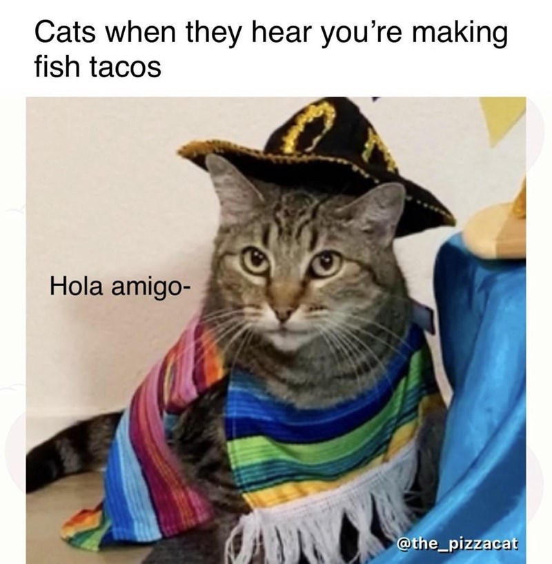 Cats when they hear you're making fish tacos Hola amigo- @the_pizzacat