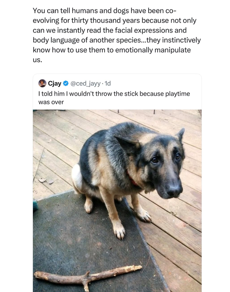 You can tell humans and dogs have been co- evolving for thirty thousand years because not only can we instantly read the facial expressions and body language of another species...they instinctively know how to use them to emotionally manipulate us. OCjay @ced_jayy. 1d I told him I wouldn't throw the stick because playtime was over