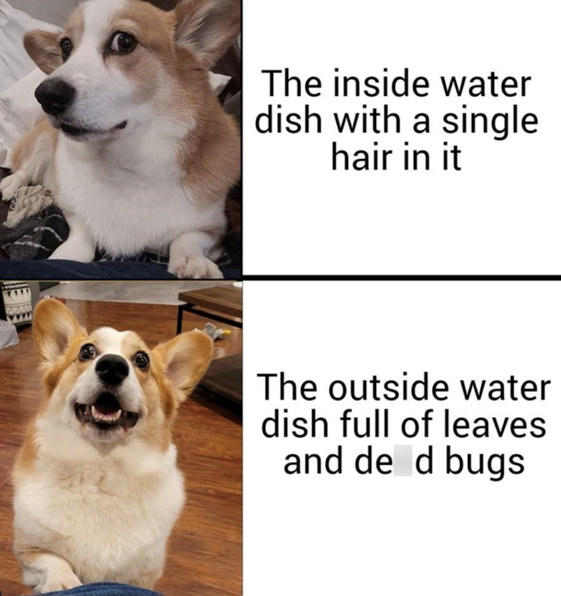 The inside water dish with a single hair in it The outside water dish full of leaves and de d bugs