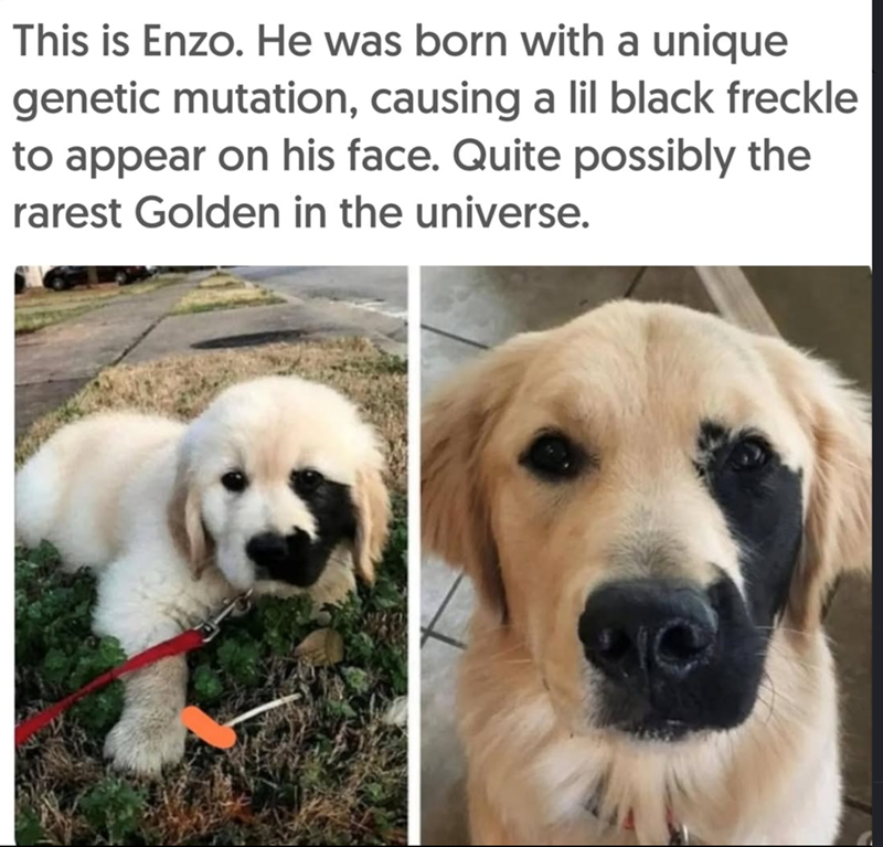 This is Enzo. He was born with a unique genetic mutation, causing a lil black freckle to appear on his face. Quite possibly the rarest Golden in the universe.