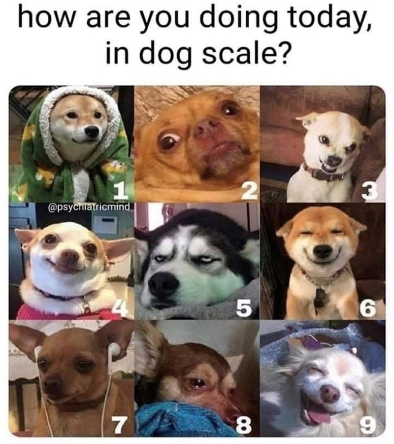 how are you doing today, in dog scale? 2 3 @psychiatricmind 5 6 7 8 9