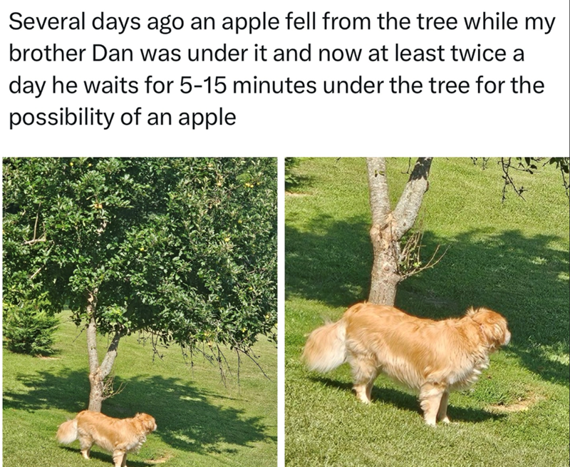 Several days ago an apple fell from the tree while my brother Dan was under it and now at least twice a day he waits for 5-15 minutes under the tree for the possibility of an apple