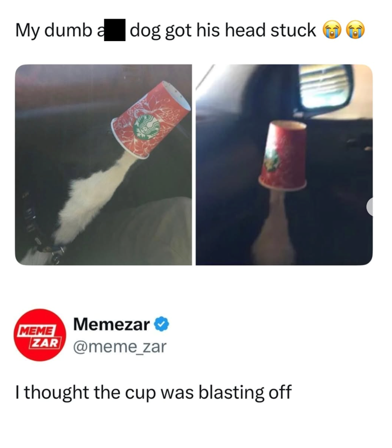 My dumb a dog got his head stuck MEME Memezar✔ ZAR @meme_zar I thought the cup was blasting off