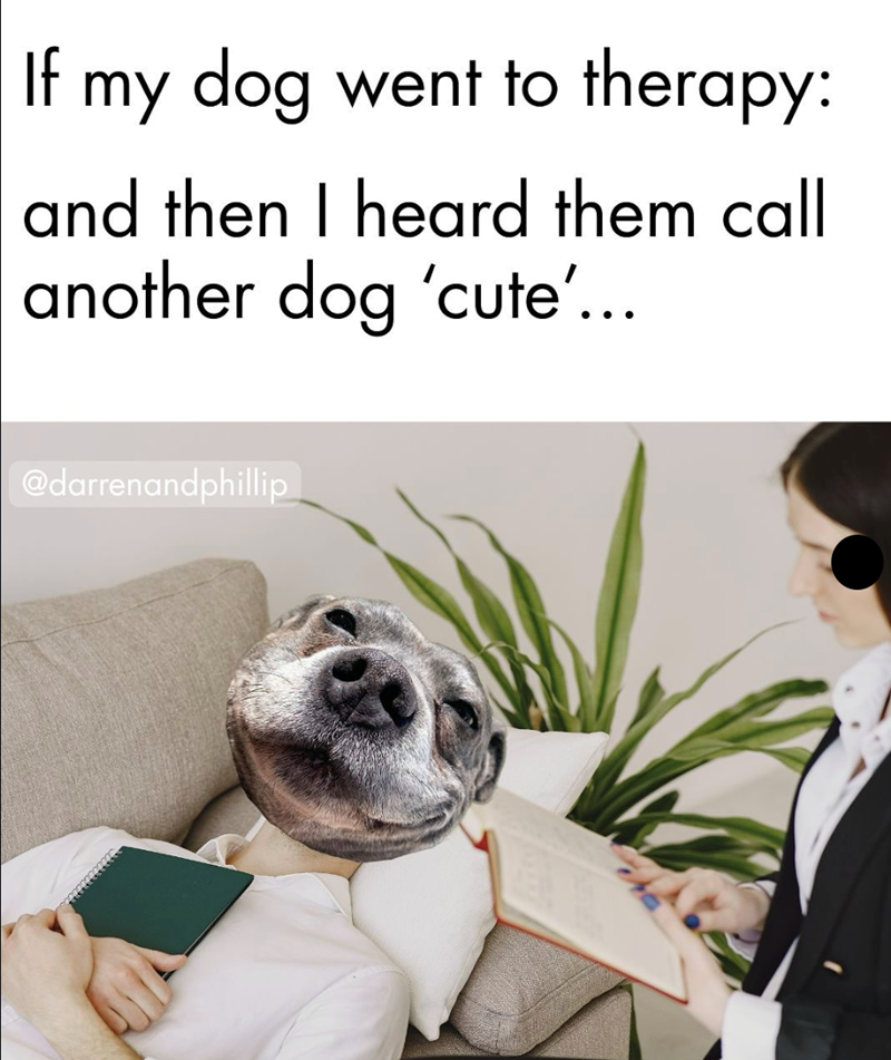 If my dog went to therapy: and then I heard them call another dog 'cute'... @darrenandphillip