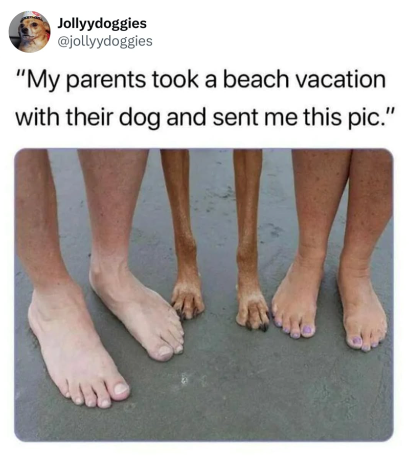 Jollyydoggies @jollyydoggies "My parents took a beach vacation with their dog and sent me this pic."