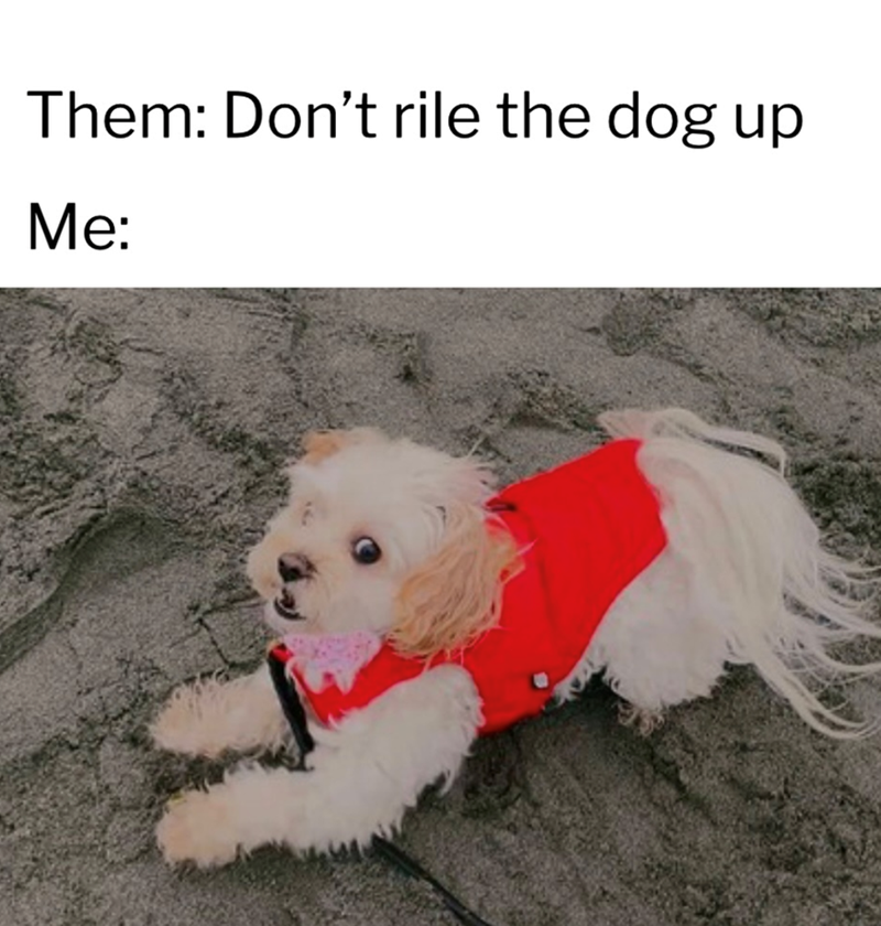 Them: Don't rile the dog up Me: