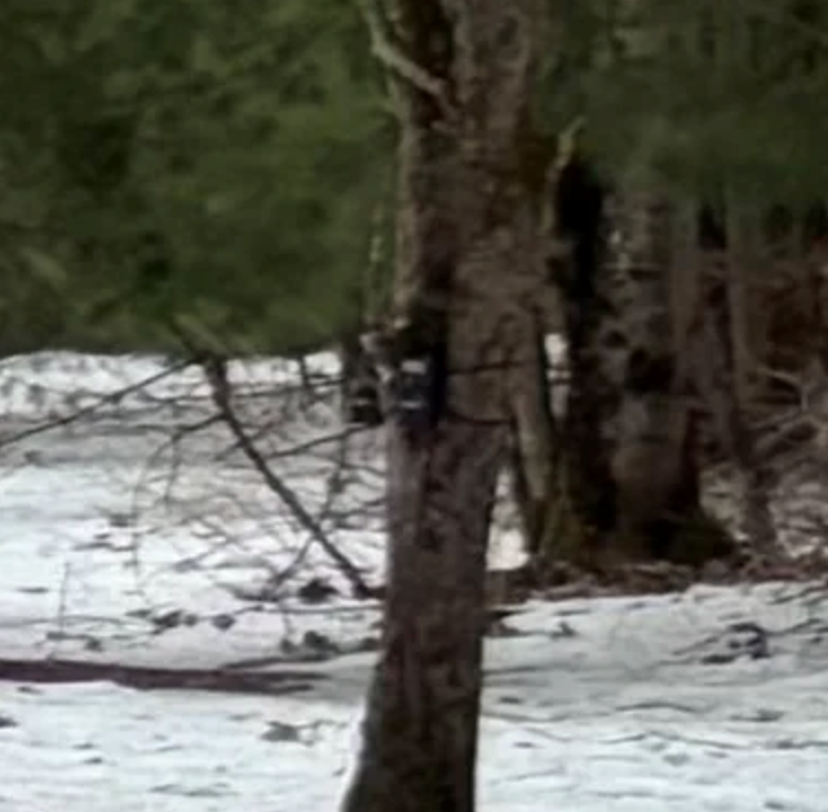 Cheezburger Image 10614940928