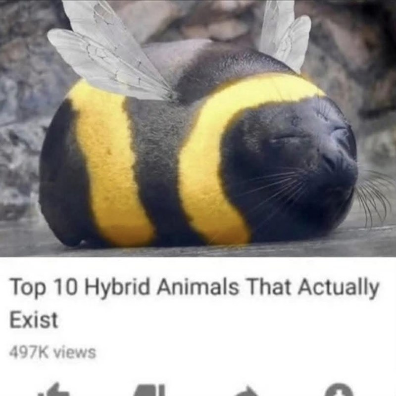 Top 10 Hybrid Animals That Actually Exist 497K views