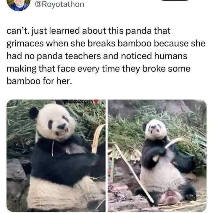 @Royotathon can't. just learned about this panda that grimaces when she breaks bamboo because she had no panda teachers and noticed humans making that face every time they broke some bamboo for her.