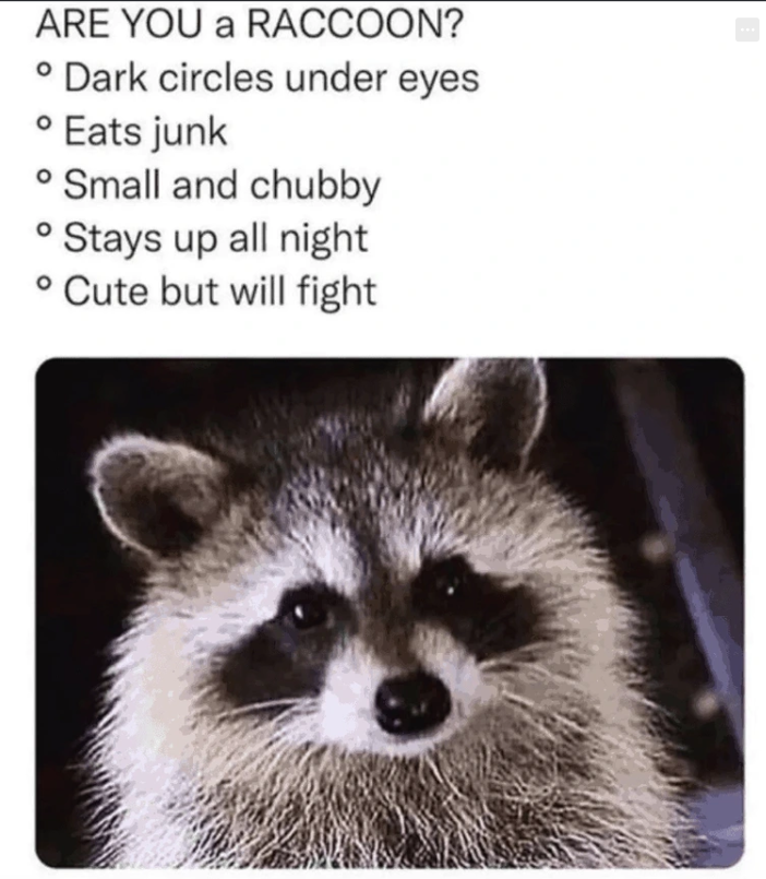 ARE YOU a RACCOON? • Dark circles under eyes • Eats junk ° Small and chubby 0 Stays up all night • Cute but will fight