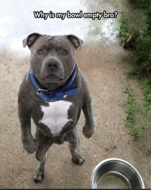 Why is my bowl empty bro?