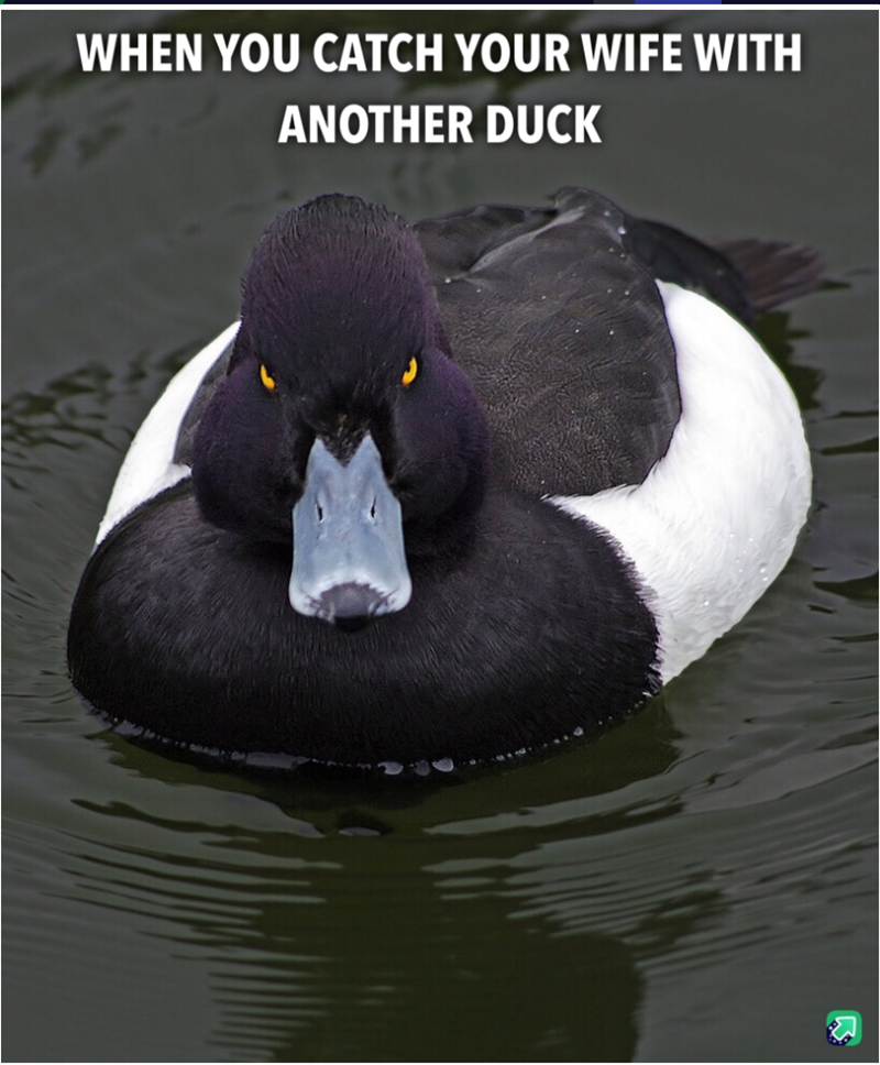WHEN YOU CATCH YOUR WIFE WITH ANOTHER DUCK