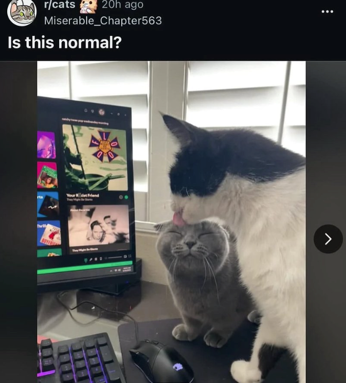 Dr/cats 20h ago Miserable_Chapter563 Is this normal? Thrill Your Ret Friend 9100 >