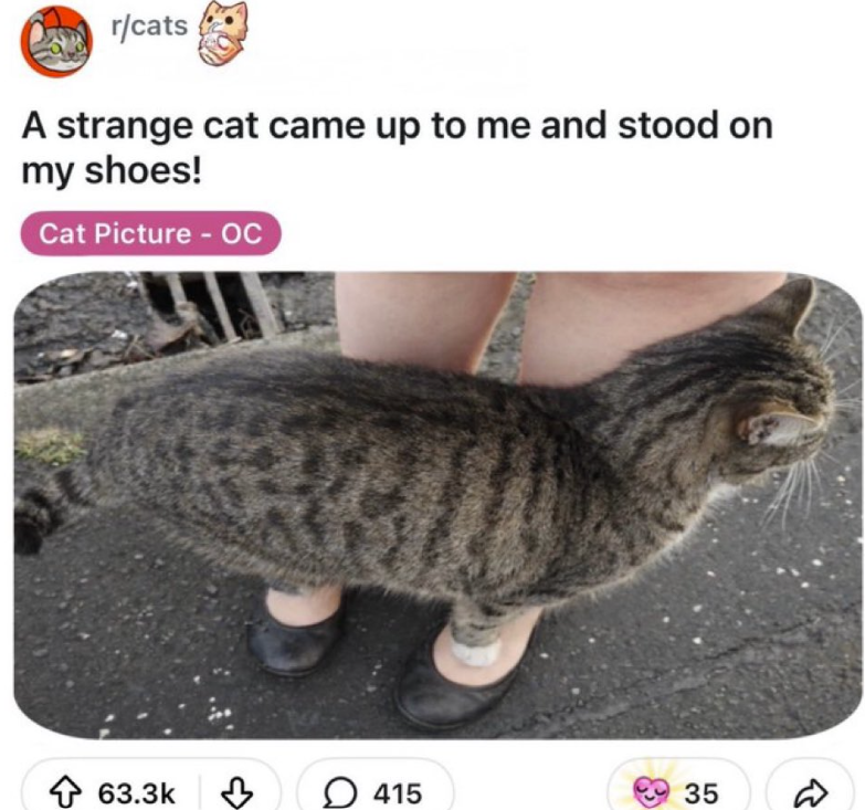 r/cats A strange cat came up to me and stood on my shoes! Cat Picture - OC 63.3k 415 35 8